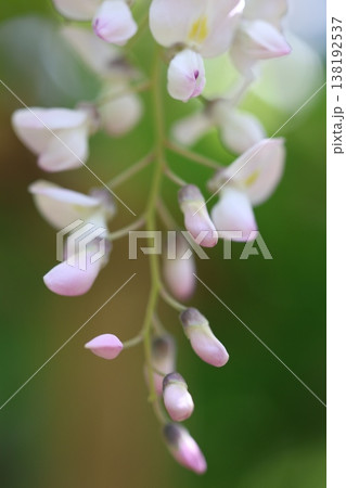 藤の花のある風景 138192537