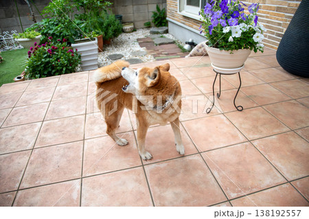 散歩から戻った柴犬 散歩から戻った柴犬 138192557