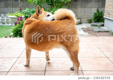 散歩から戻った柴犬 138192558