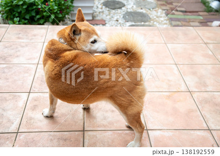 散歩から戻った柴犬 散歩から戻った柴犬 138192559