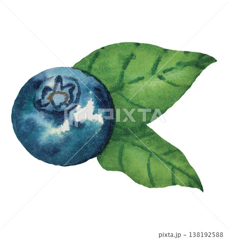 Watercolor Blueberry with Leaves Fresh Berry Illustration Isolated 138192588