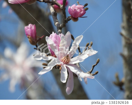 モクレン科の花「シデコブシ」 モクレン科の花「シデコブシ」 138192616