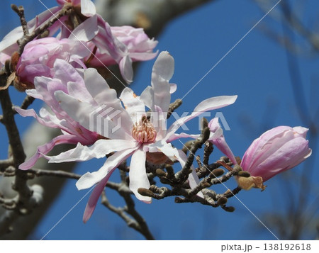 モクレン科の花「シデコブシ」 モクレン科の花「シデコブシ」 138192618