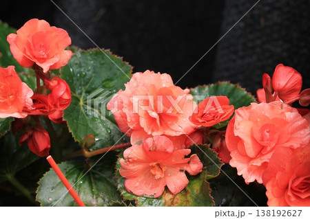 Vibrant Double-Flowered Begonia Blossoms 138192627