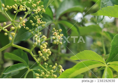 Inflorescence Of Virginia Creeper Vine 138192630
