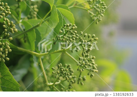 Inflorescence Of Virginia Creeper Vine Inflorescence Of Virginia Creeper Vine 138192633