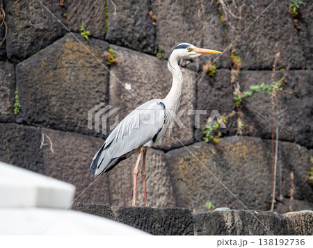 石垣の上に佇むアオサギ 138192736