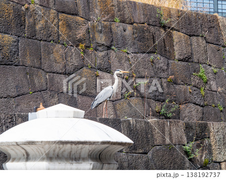 石垣の上に佇むアオサギ 138192737