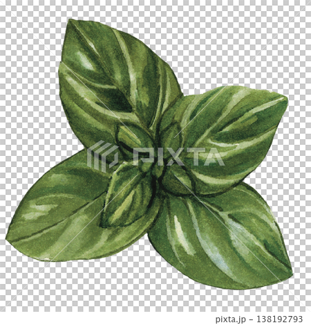 Basil Leaves Watercolor Fresh Herb Illustration Isolated Basil Leaves Watercolor Fresh Herb Illustration Isolated 138192793