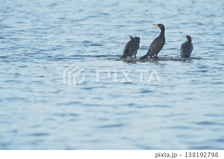 小さな中州に集まる三羽のカワウ 小さな中州に集まる三羽のカワウ 138192798