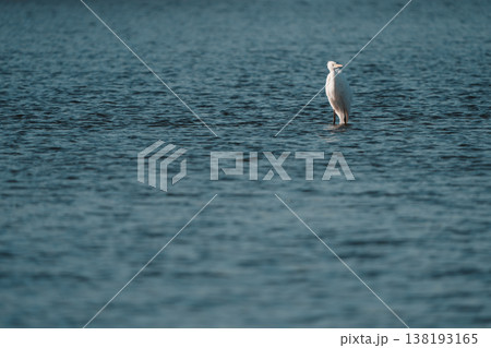 浅瀬に佇むダイサギ 浅瀬に佇むダイサギ 138193165