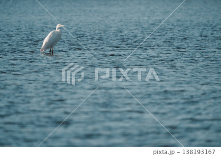 浅瀬に佇むダイサギ 浅瀬に佇むダイサギ 138193167