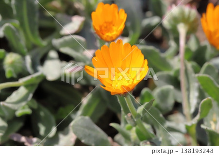 冬から春にかけて庭に咲くオレンジ色のカレンデュラ(冬知らず)の花 冬から春にかけて庭に咲くオレンジ色のカレンデュラ(冬知らず)の花 138193248