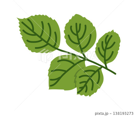 Green rose branch with leaves. Stirred foliage. Flat style Vecton clip art. 138193273