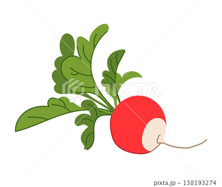 A red radish with a white tip and lush green foliage lies on a table. Flat style vector illustration. Fresh, crunchy root vegetable for farm food packaging, dietary forks, and healthy recipes. 138193274