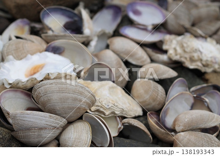 Shells Of Oysters And Hard Clams Shells Of Oysters And Hard Clams 138193343