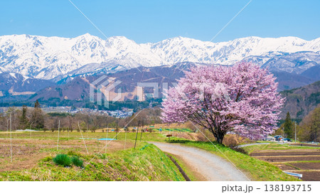 野平の一本桜 野平の一本桜 138193715