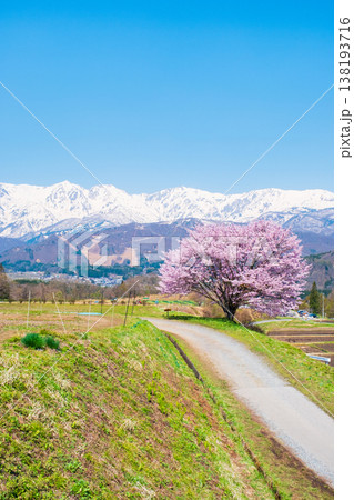 野平の一本桜 138193716