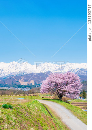 野平の一本桜 野平の一本桜 138193717