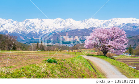 野平の一本桜 138193721