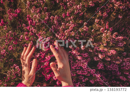 Hands Gently Touching Blooming Pink Heather Flowers 138193772
