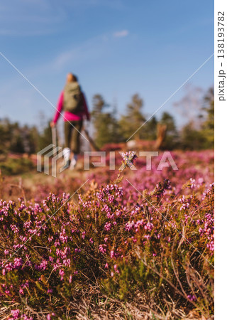 Focused Shot of Pink Heather with Hiker in Background 138193782