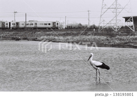 フィルムカメラで撮影したコウノトリ フィルムカメラで撮影したコウノトリ 138193801