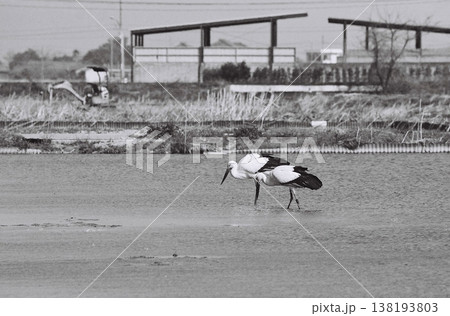 フィルムカメラで撮影したコウノトリ 138193803
