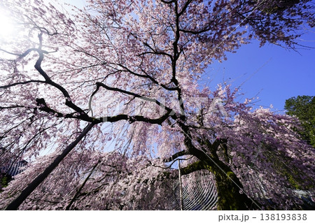 桜のある風景 138193838