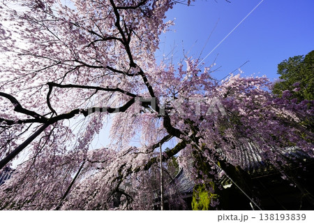 桜のある風景 138193839