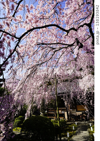 桜のある風景 桜のある風景 138193842