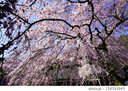 桜のある風景 138193843