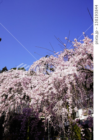 桜のある風景 138193844