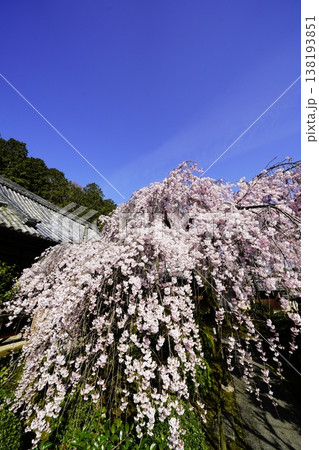 桜のある風景 138193851