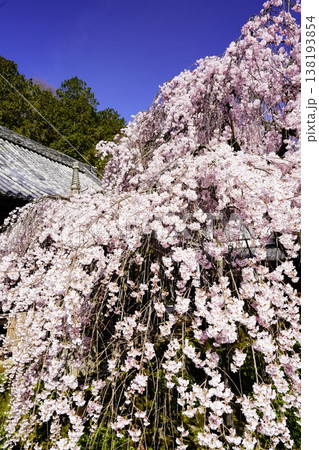 桜のある風景 桜のある風景 138193854