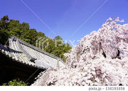 桜のある風景 138193856