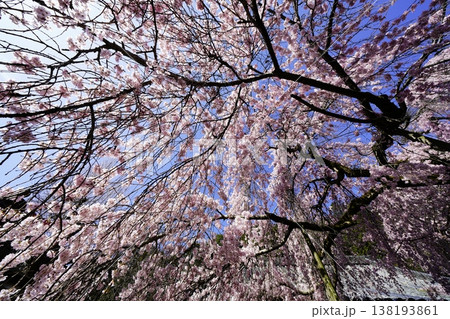 桜のある風景 138193861