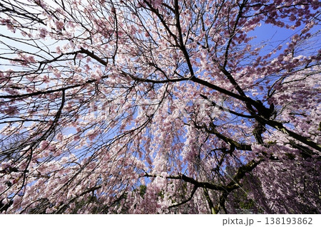 桜のある風景 桜のある風景 138193862