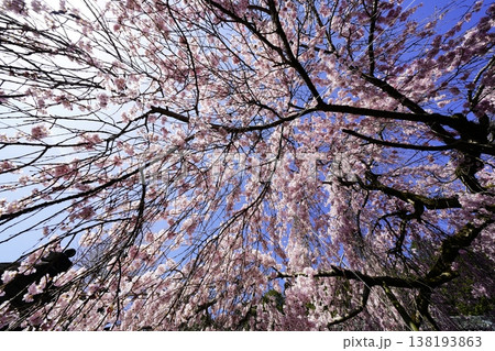 桜のある風景 桜のある風景 138193863