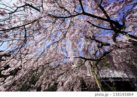 桜のある風景 138193864