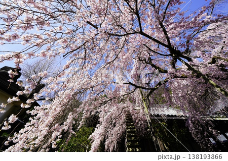 桜のある風景 138193866