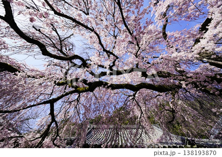 桜のある風景 138193870