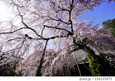 桜のある風景 138193875