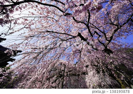 桜のある風景 138193878