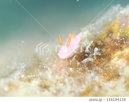 岩を歩くフジムスメウミウシ 138194138