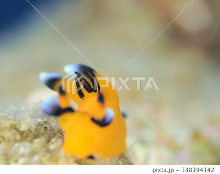 ウデフリツノザヤウミウシのしっぽ 138194142