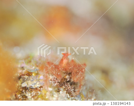 海のオラウータンクラブ 138194143