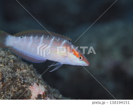 海で泳ぐスジベラ 海で泳ぐスジベラ 138194151