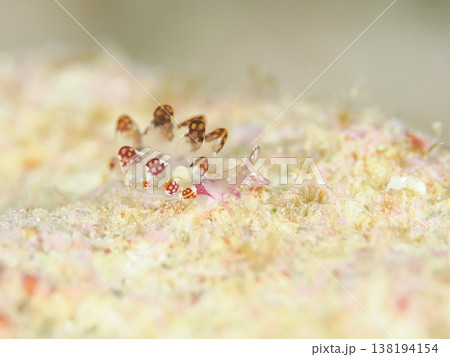 かわいいカノコウロコウミウシ かわいいカノコウロコウミウシ 138194154