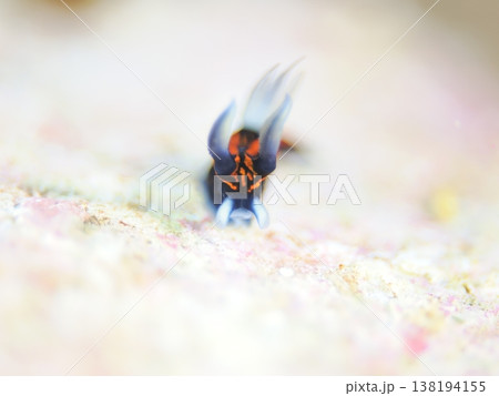 岩の上のリュウグウウミウシ正面顔 138194155